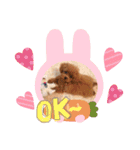 ティーちゃん3（個別スタンプ：1）