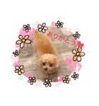 ティーちゃん3（個別スタンプ：4）