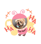 ティーちゃん3（個別スタンプ：5）