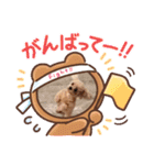 ティーちゃん3（個別スタンプ：14）