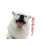 表情豊かな雑種犬あられ（個別スタンプ：1）
