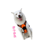 表情豊かな雑種犬あられ（個別スタンプ：4）