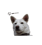 表情豊かな雑種犬あられ（個別スタンプ：5）