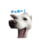 表情豊かな雑種犬あられ（個別スタンプ：6）