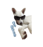 表情豊かな雑種犬あられ（個別スタンプ：8）
