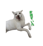 表情豊かな雑種犬あられ（個別スタンプ：10）