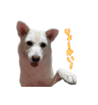 表情豊かな雑種犬あられ（個別スタンプ：12）