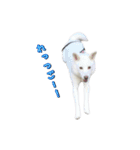 表情豊かな雑種犬あられ（個別スタンプ：14）