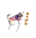 表情豊かな雑種犬あられ（個別スタンプ：15）