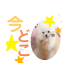 おら。シラス丼。（個別スタンプ：8）