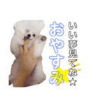 おら。シラス丼。（個別スタンプ：16）