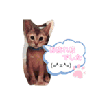 にゃんこスタンプ(日常会話？)（個別スタンプ：6）