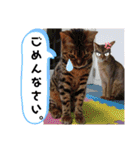 にゃんこスタンプ(日常会話？)（個別スタンプ：7）
