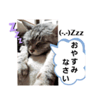 にゃんこスタンプ(日常会話？)（個別スタンプ：9）