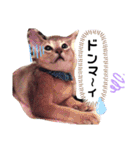 にゃんこスタンプ(日常会話？)（個別スタンプ：12）
