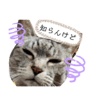 にゃんこスタンプ(日常会話？)（個別スタンプ：13）