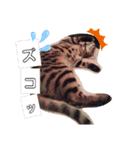 にゃんこスタンプ(日常会話？)（個別スタンプ：14）