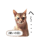 にゃんこスタンプ(日常会話？)（個別スタンプ：15）