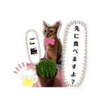 にゃんこスタンプ(日常会話？)（個別スタンプ：18）