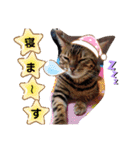 にゃんこスタンプ(日常会話？)（個別スタンプ：19）