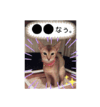 にゃんこスタンプ(日常会話？)（個別スタンプ：23）