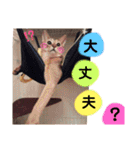 にゃんこスタンプ(日常会話？)（個別スタンプ：26）