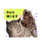 にゃんこスタンプ(日常会話？)（個別スタンプ：27）