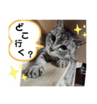 にゃんこスタンプ(日常会話？)（個別スタンプ：28）