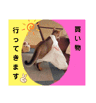 にゃんこスタンプ(日常会話？)（個別スタンプ：34）