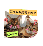 にゃんこスタンプ(日常会話？)（個別スタンプ：37）