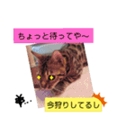 にゃんこスタンプ(日常会話？)（個別スタンプ：38）