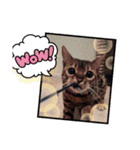 にゃんこスタンプ(日常会話？)（個別スタンプ：39）