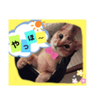 にゃんこスタンプ(日常会話？)（個別スタンプ：40）