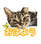 スコティッシュフォールドマックのスタンプ（個別スタンプ：1）