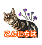 スコティッシュフォールドマックのスタンプ（個別スタンプ：2）