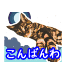 スコティッシュフォールドマックのスタンプ（個別スタンプ：3）
