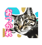 スコティッシュフォールドマックのスタンプ（個別スタンプ：4）