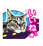スコティッシュフォールドマックのスタンプ（個別スタンプ：8）