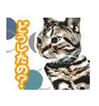 スコティッシュフォールドマックのスタンプ（個別スタンプ：11）