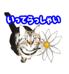 スコティッシュフォールドマックのスタンプ（個別スタンプ：13）