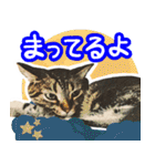 スコティッシュフォールドマックのスタンプ（個別スタンプ：19）