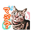 スコティッシュフォールドマックのスタンプ（個別スタンプ：22）