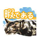 スコティッシュフォールドマックのスタンプ（個別スタンプ：25）