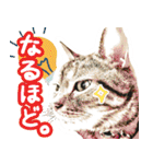 スコティッシュフォールドマックのスタンプ（個別スタンプ：29）