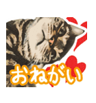 スコティッシュフォールドマックのスタンプ（個別スタンプ：30）