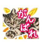 スコティッシュフォールドマックのスタンプ（個別スタンプ：33）