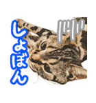スコティッシュフォールドマックのスタンプ（個別スタンプ：34）