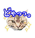 スコティッシュフォールドマックのスタンプ（個別スタンプ：39）