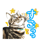 スコティッシュフォールドマックのスタンプ（個別スタンプ：40）