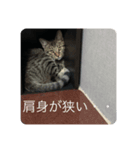 パコ太の日々（個別スタンプ：1）
